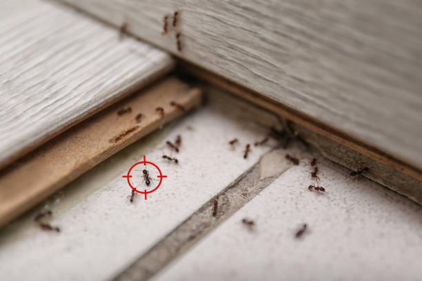 Best Rat Extermination Near Me  in Fallbrook, CA