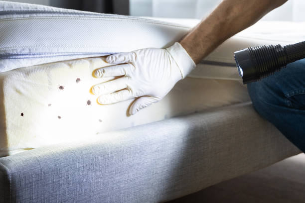 Best Affordable Pest Control Services  in Fallbrook, CA