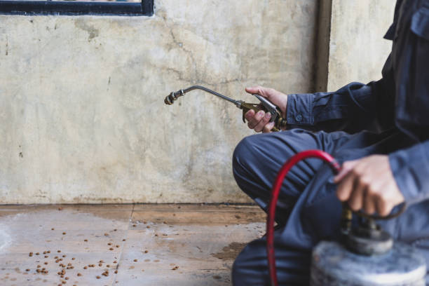Best Mosquito Control Services  in Fallbrook, CA